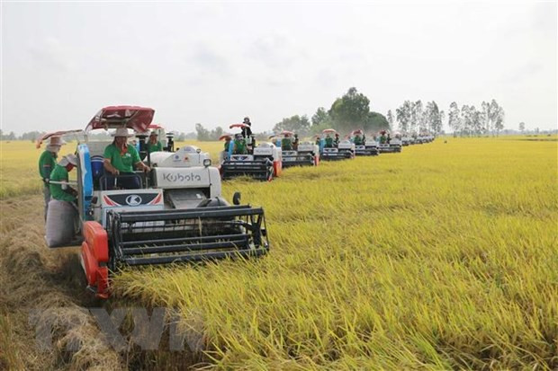 (Ảnh: Công Mạo/TTXVN) Thị trường nông sản: Giá gạo Thái rơi xuống mức thấp của hai tháng ảnh 1