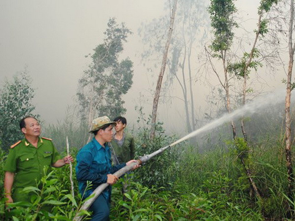 Mưa trái mùa, rừng tràm Cà Mau vẫn chưa hạ nhiệt ảnh 1