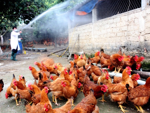 Cà Mau dành 9 tỷ đồng để ngăn chặn dịch cúm gia cầm ảnh 1