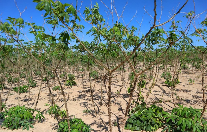 Phó Thủ tướng chấp thuận chuyển mục đích sử dụng đất tại 4 tỉnh ảnh 1