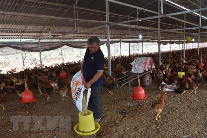 Tận dụng phụ phẩm sản xuất thức ăn chăn nuôi để tránh 'ăn đong' ảnh 1