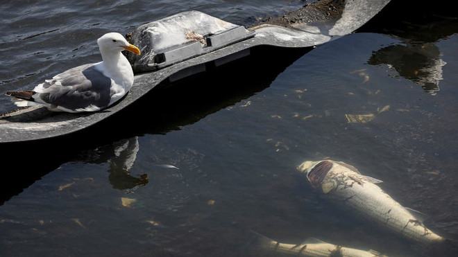 Mỹ: Cá chết hàng loạt ở Vịnh San Francisco do tảo độc nở hoa ảnh 1