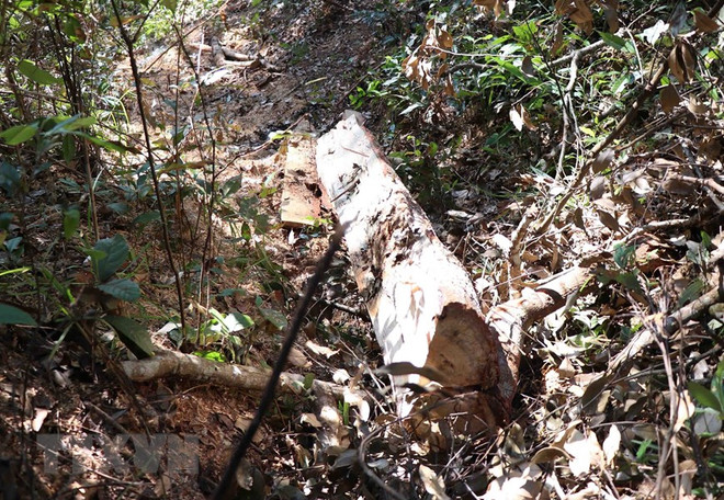 Vùng lõi rừng đặc dụng Mường Phăng bị 'rút ruột': Hệ lụy khó lường ảnh 1