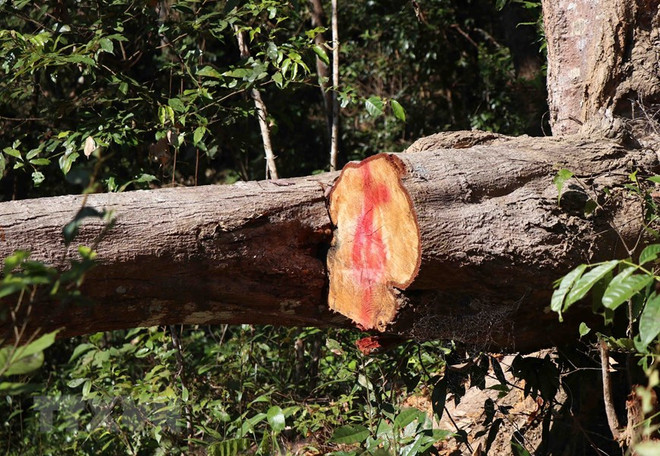 Vùng lõi rừng đặc dụng Mường Phăng bị 'rút ruột': Hệ lụy khó lường ảnh 2