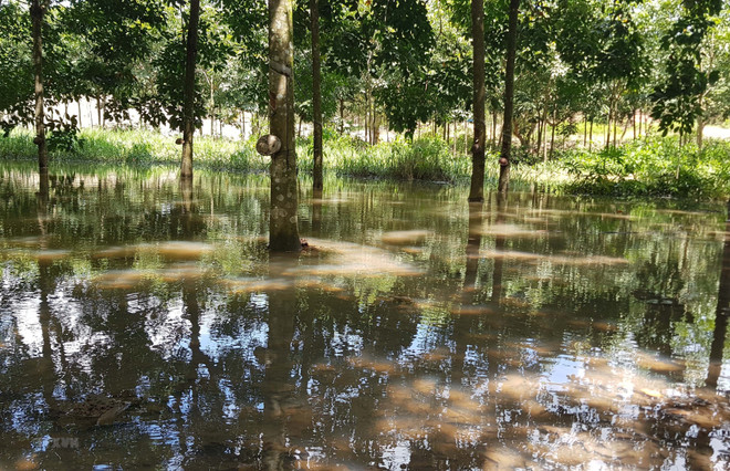 Chủ bãi đãi cát hoạt động 'chui' từng bị phạt gần 180 triệu đồng ảnh 1