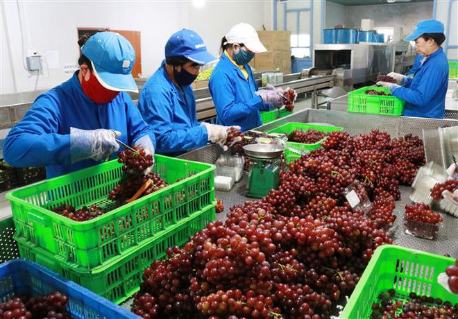 Phục hồi sản xuất, tiêu thụ và xuất khẩu nông sản dịp cuối năm ảnh 2