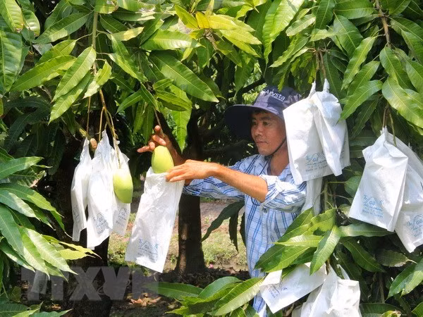 Xoài Việt Nam chính thức được xuất khẩu sang thị trường Hoa Kỳ ảnh 1