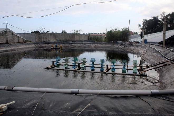 ttxvn_nuoi tom 2.jpg