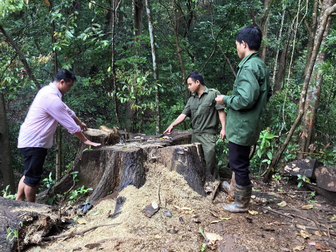 Kon Tum: Phá rừng, nguyên trưởng công an xã Đăk Ui bị khởi tố ảnh 1