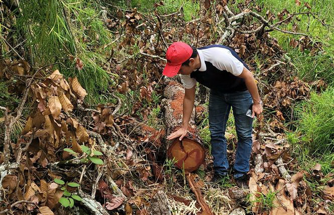 Gia Lai: Triệt phá vụ khai thác gỗ quy mô lớn tại rừng giáp ranh ảnh 2