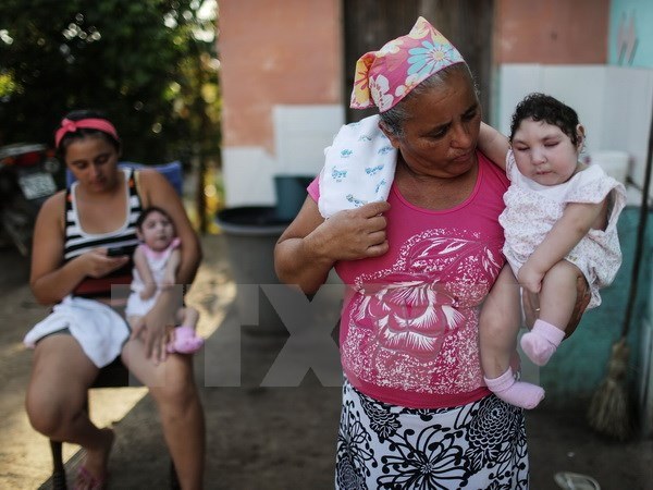 Brazil chưa giải quyết tận gốc nguyên nhân lây truyền virus Zika ảnh 1