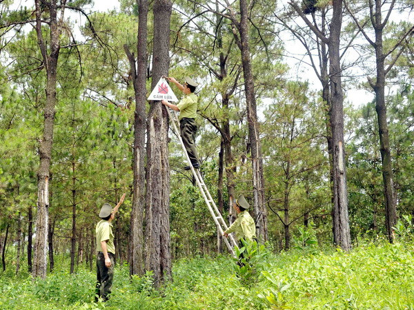 Tây Ninh thu hồi gần 4.000ha đất lâm nghiệp bị lấn chiếm ảnh 1