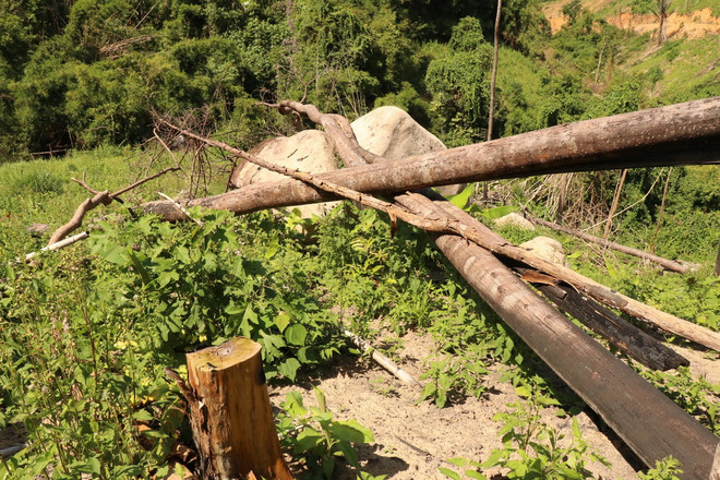 ttxvn_pha rung 2.jpg