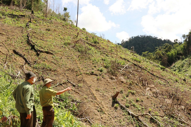 ttxvn_pha rung 1.jpg