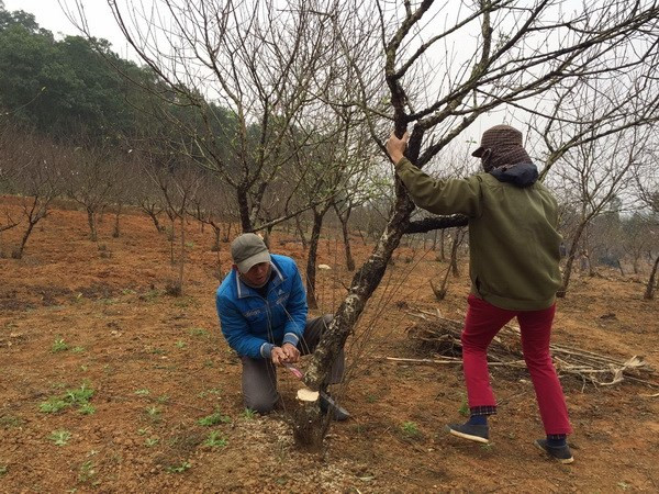 Làng hoa đào ở Hà Tĩnh rộn ràng vào Tết, hứa hẹn một mùa bội thu ảnh 1