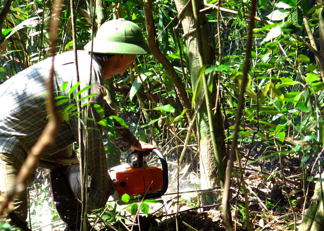 Tạm dừng Dự án chăn nuôi bò thịt chất lượng cao tại Phú Yên ảnh 1