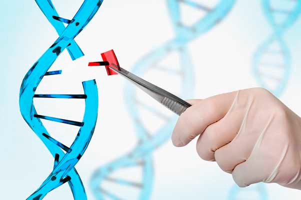 Cấy ghép não, con người biến đổi gene chỉ còn là vấn đề thời gian? ảnh 1