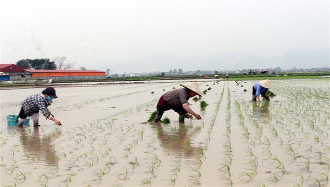 Xuất cấp gần 190 tấn hạt giống lúa, ngô hỗ trợ Hà Nam và Quảng Trị ảnh 1