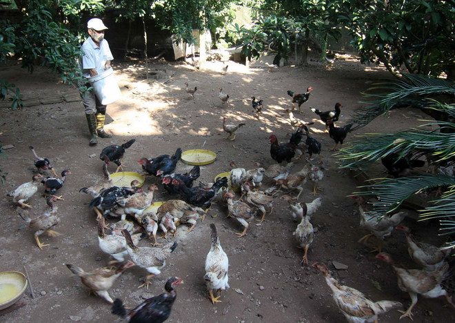 Gà móng Tiên Phong được cấp giấy chứng nhận nhãn hiệu tập thể ảnh 1