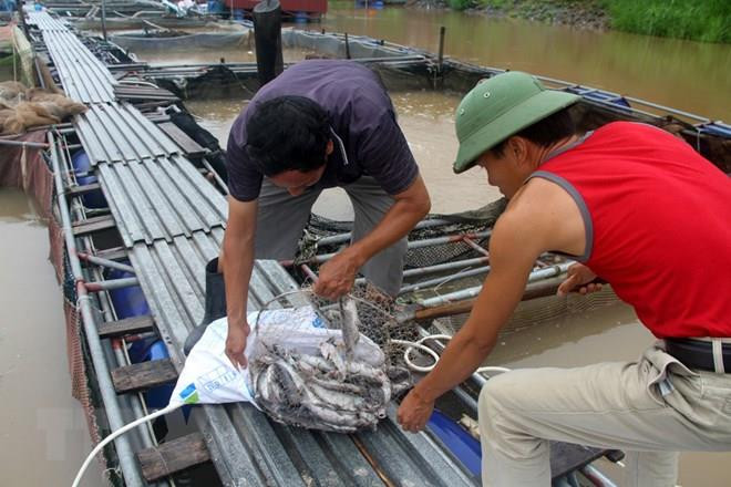 Cá lồng chết hàng loạt trên lòng hồ thủy điện Sơn La sau đợt mưa to ảnh 1