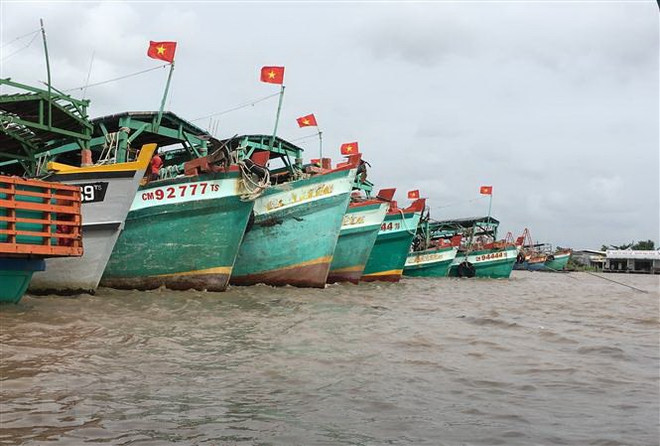 Tàu cá Cà Mau. (Ảnh: Thế Anh/TTXVN) Khắc phục 'thẻ vàng' IUU, Cà Mau quản lý chặt tàu cá ra, vào cửa biển ảnh 1