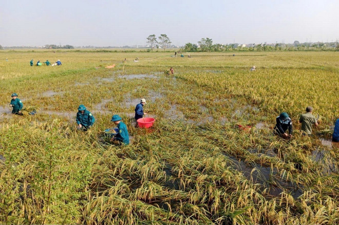 Bộ đội giúp người dân huyện Mỹ Đức (Hà Nội) thu hoạch lúa chuẩn bị cho vụ Đông. (Ảnh: TTXVN phát) ttxvn_thu hoach lua.jpg