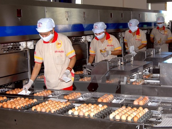 Dây chuyền sản xuất trứng sạch tại thành phố Hồ Chí Minh. (Ảnh: Hoàng Hải/TTXVN) Quy định về hạn ngạch nhập khẩu mặt hàng thuốc lá, trứng gia cầm ảnh 1