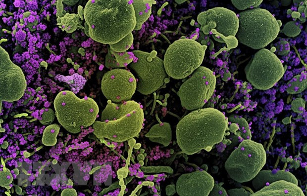 Phát triển phương pháp phân tích đột biến gen virus SARS-CoV-2 ảnh 1