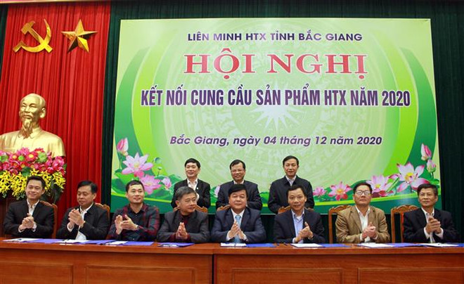Liên kết tiêu thụ sản phẩm của hợp tác xã 7 tỉnh Đông Bắc ảnh 2