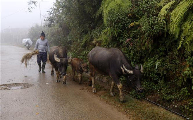 Lào Cai: Nhiệt độ giảm sâu, xuất hiện sương muối tại đỉnh Fansipan ảnh 1