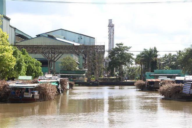Hậu Giang: Nhà máy đường chậm vào vụ, nhiều ghe mía nằm chờ ảnh 2