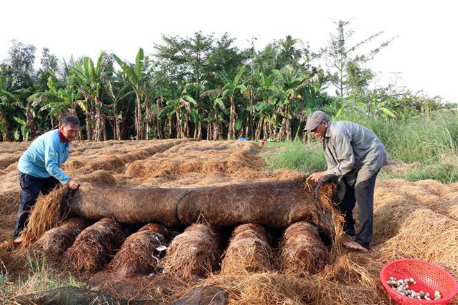Trồng nấm rơm là mô hình góp phần làm giảm tình trạng đốt đồng, gây ô nhiễm môi trường và tạo thu nhập cho người dân. (Ảnh: Thu Hiền/TTXVN) Chuyển đổi sản xuất nông nghiệp thích ứng biến đổi khí hậu ở ĐBSCL ảnh 2