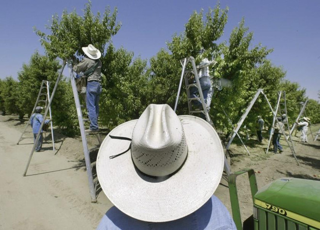 Thu hoạch trái cây tại California, Mỹ. (Nguồn: AP) Mỹ: Bang California cấm sử dụng thuốc bảo vệ thực vật chlorpyrifos ảnh 1