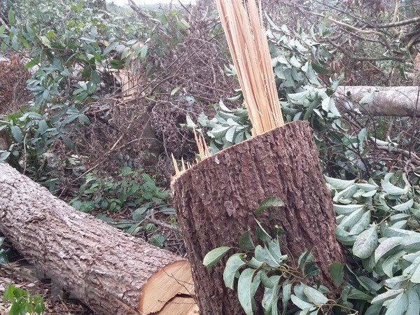 Đắk Nông: Phạt tù các đối tượng hủy hoại rừng ở Đắk G’long ảnh 1