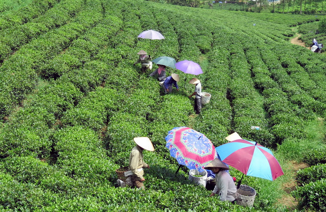 Tiếp nhận hồ sơ đăng ký dự thi "Người đẹp xứ trà” năm 2017 ảnh 1