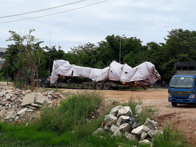 Tạm giữ xe chở cây "siêu khủng" vì thiếu giấy phép lưu hành đặc biệt ảnh 1