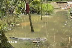 Hình ảnh con cá sấu xuất hiện trong vườn nhà người dân khi triều cường lên cao. (Ảnh: TTXVN phát)
