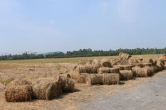 Những cuộn rơm đã cuốn thành cuộn trên cánh đồng huyện Long Phú, tỉnh Sóc Trăng, chờ thương lái đến thu mua. (Ảnh: Tuấn Phi/TTXVN)