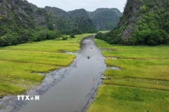 Cánh đồng lúa ở Tam Cốc, xã Ninh Hải, thành phố Hoa Lư (Ninh Bình) vào vụ thu hoạch. (Ảnh: Thùy Dung/ TTXVN)