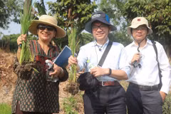 Bà Shobha Shetty, Giám đốc Toàn cầu phụ trách Nông nghiệp và Lương thực, Ngân hàng Thế giới kiểm tra lúa được trồng theo mô hình canh tác lúa giảm phát thải. (Ảnh: Thu Hiền/TTXVN)