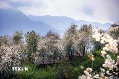 Rừng hoa sơn tra tại bản Nậm Nghẹp, xã Ngọc Chiến (Sơn La). (Ảnh: Quang Quyết/TTXVN)