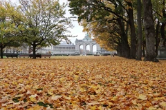 Khắp công viên ngập trong thảm lá phong. (Ảnh : Hương Giang/TTXVN)