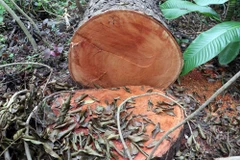 Hiện trường một gốc cây bị chặt vẫn còn thân chưa vận chuyển đi. (Ảnh: Trung Kiên/TTXVN)