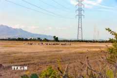 Trang trại điện gió và điện mặt trời của Trung Nam Group tại Thuận Nam, tỉnh Khánh Hòa. (Ảnh: Đặng Tuấn/TTXVN)