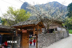 Những cây hoa đào nở rộ ở thôn Lô Lô Chải. (Ảnh: Khánh Hòa/TTXVN)