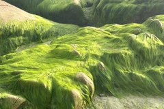 Những sợi rêu dài trở nên óng ánh dưới nắng mặt trời. (Ảnh: Hồng Hiếu/TTXVN)