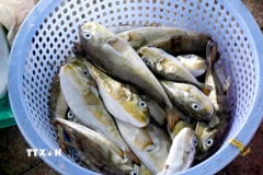 Rổ cá nóc được ngư dân đánh bắt và bày bán. (Ảnh: Nguyễn Thanh/TTXVN)