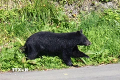 Gấu xuất hiện tại trung tâm thành phố Morioka, tỉnh Iwate, Nhật Bản ngày 23/10/2025. (Ảnh: Kyodo/TTXVN)