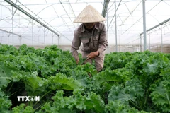 Nhiều loại rau xanh và củ quả tại Đà Lạt cũng như vùng phụ cận tăng giá mạnh do thiếu hụt nguồn cung sau các đợt mưa liên tiếp gây ngập những ngày gần đây. (Ảnh: Nguyễn Dũng/TTXVN)