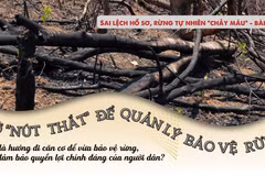 Gỡ “nút thắt” để quản lý, bảo vệ rừng 